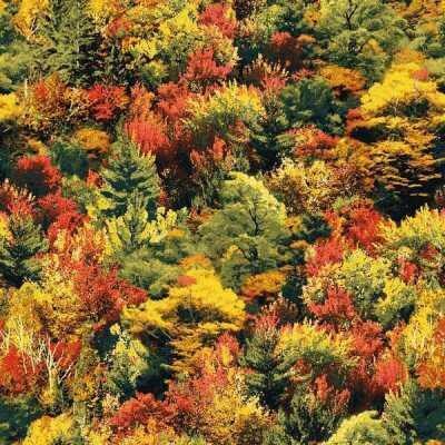 Fall's Tapestry-Forest by Fabri-Quilt 112-26811 one yard 16" remnant
