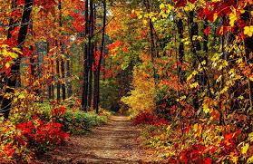 Fall Path Digitally Printed Fabric Panel by Focus on Fabric 20"X13"